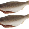 Frozen Tilapia (headless)