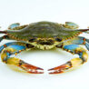 blue crab