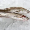 Hake Fish